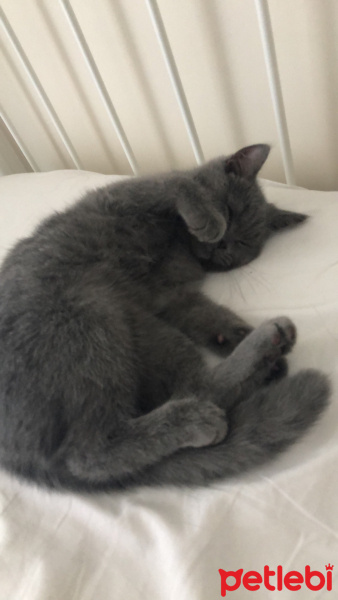 British Shorthair, Kedi  Gece fotoğrafı