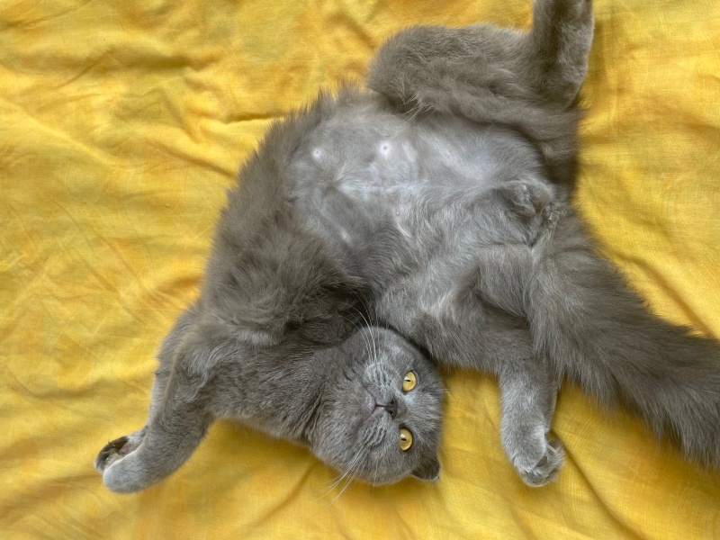Scottish Fold, Kedi  venüs fotoğrafı