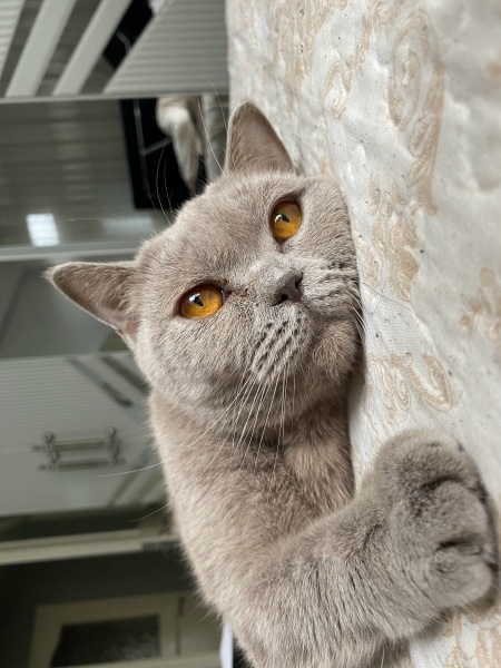 British Shorthair, Kedi  Maya fotoğrafı