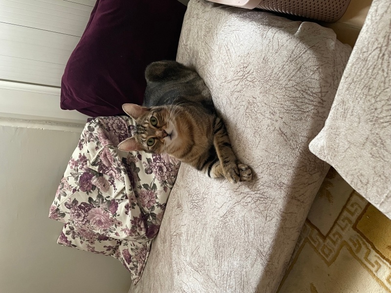 Tekir Kedi, Kedi  Yumak fotoğrafı