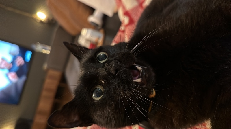 Bombay, Kedi  Arap fotoğrafı