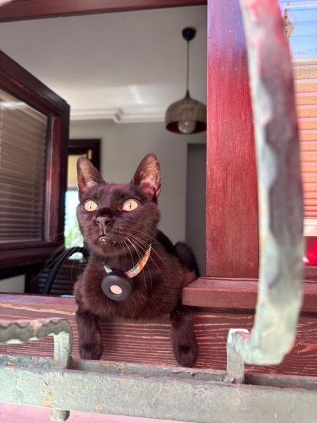 Bombay, Kedi  Arap fotoğrafı