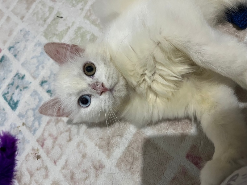 Ankara Kedisi, Kedi  Lucy fotoğrafı
