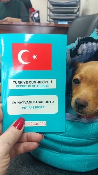 Minyatür Pinscher, Köpek  Badem fotoğrafı