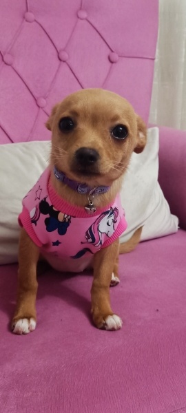 Minyatür Pinscher, Köpek  Badem fotoğrafı