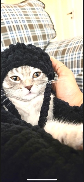 Scottish Fold, Kedi  Şana fotoğrafı