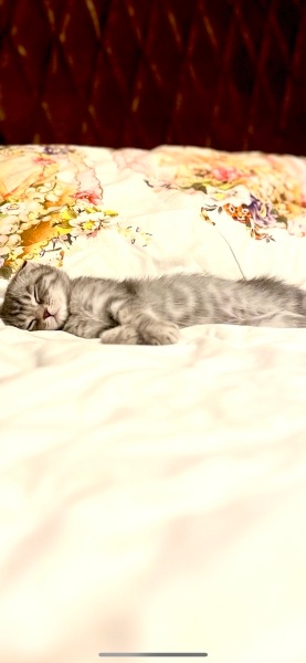 Scottish Fold, Kedi  Şana fotoğrafı