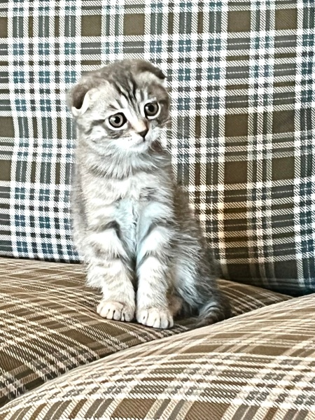 Scottish Fold, Kedi  Şana fotoğrafı