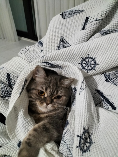 British Shorthair, Kedi  Mişa fotoğrafı
