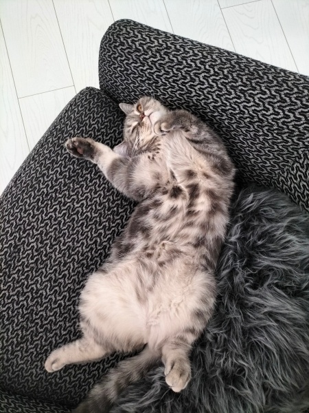 British Shorthair, Kedi  Mişa fotoğrafı