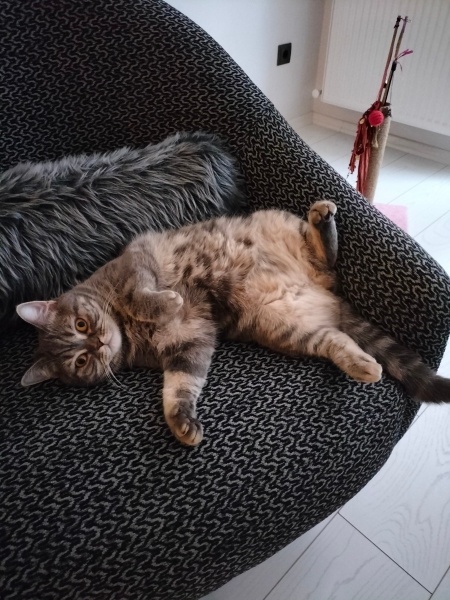 British Shorthair, Kedi  Mişa fotoğrafı