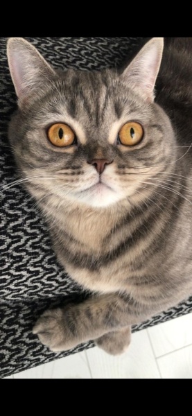 British Shorthair, Kedi  Mişa fotoğrafı