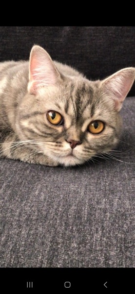 British Shorthair, Kedi  Mişa fotoğrafı