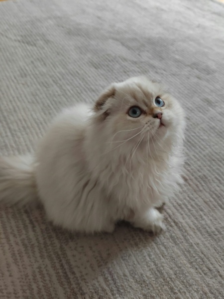 İran Kedisi (Persian), Kedi  Paşa fotoğrafı