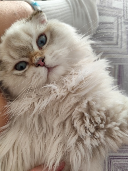 İran Kedisi (Persian), Kedi  Paşa fotoğrafı