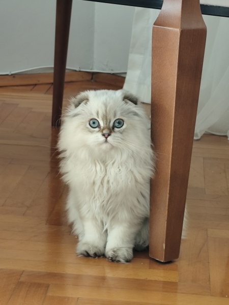 İran Kedisi (Persian), Kedi  Paşa fotoğrafı
