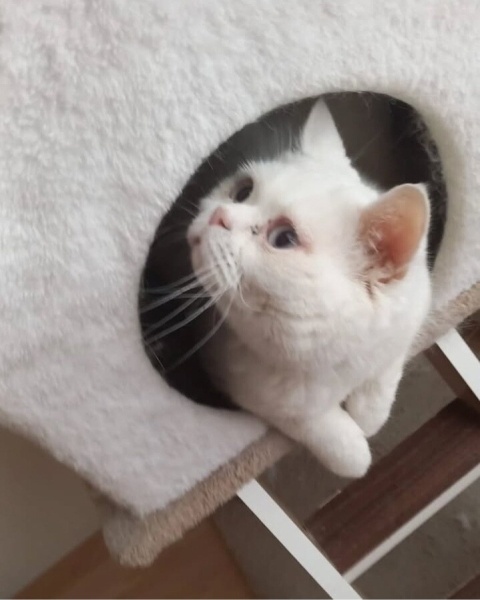 British Shorthair, Kedi  Pamuk fotoğrafı
