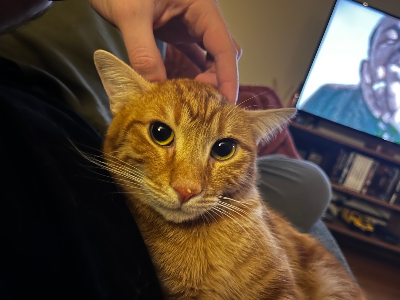 Sarman, Kedi  Simba fotoğrafı