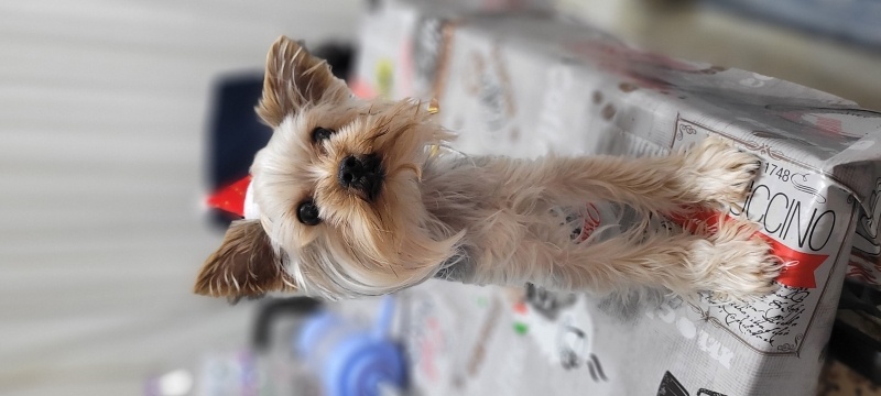 Yorkshire Terrier, Köpek  DAFFY fotoğrafı