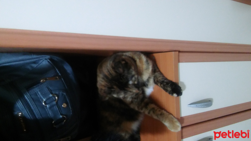Tekir Kedi, Kedi  Prenses fotoğrafı