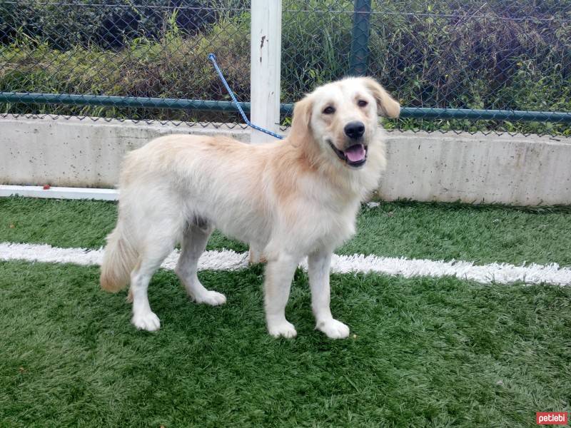 Golden Retriever, Köpek  duman fotoğrafı