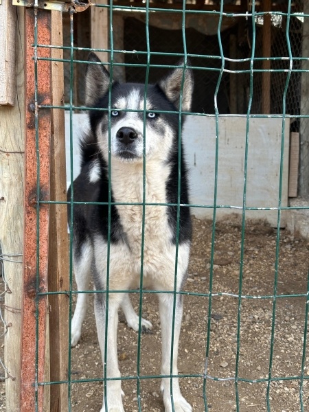 Sibirya Kurdu (Husky), Köpek  Ayaz fotoğrafı