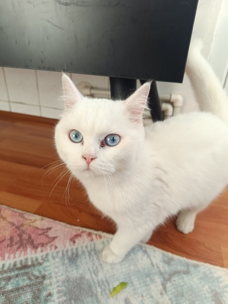 British Shorthair, Kedi  Bihter fotoğrafı