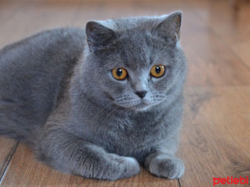 British Shorthair, Kedi  duman fotoğrafı