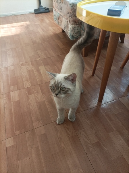 British Shorthair, Kedi  Pamuk fotoğrafı