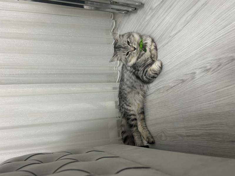British Longhair, Kedi  Duman fotoğrafı