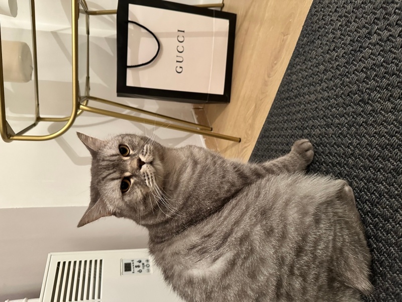 British Shorthair, Kedi  Kuki fotoğrafı