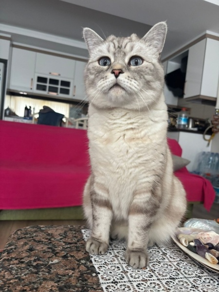 British Shorthair, Kedi  Efe fotoğrafı