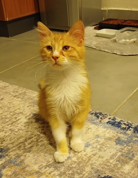 Sarman, Kedi  Bay Bebek fotoğrafı