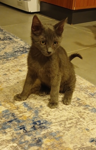 Sarman, Kedi  Bay Bebek fotoğrafı