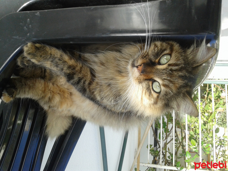 Maine Coon, Kedi  Pofuruk fotoğrafı