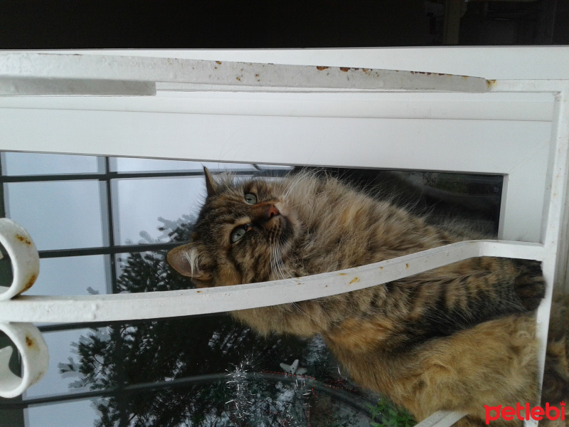 Maine Coon, Kedi  Pofuruk fotoğrafı