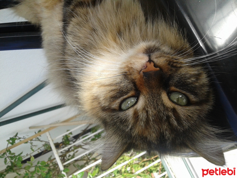 Maine Coon, Kedi  Pofuruk fotoğrafı