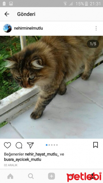 Maine Coon, Kedi  Pofuruk fotoğrafı