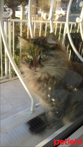 Maine Coon, Kedi  Pofuruk fotoğrafı