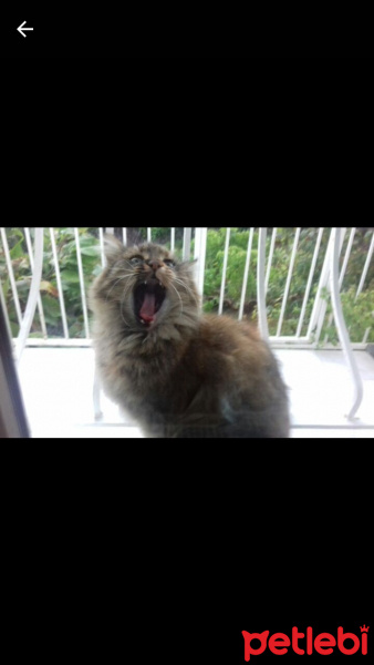 Maine Coon, Kedi  Pofuruk fotoğrafı