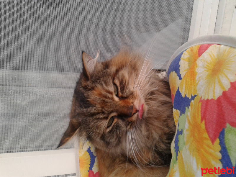 Maine Coon, Kedi  Pofuruk fotoğrafı