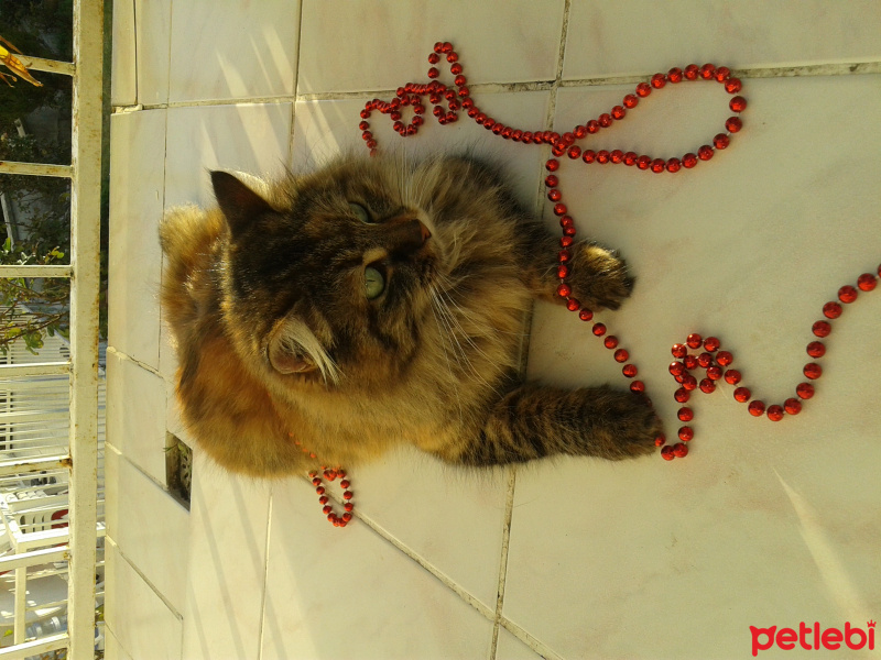 Maine Coon, Kedi  Pofuruk fotoğrafı