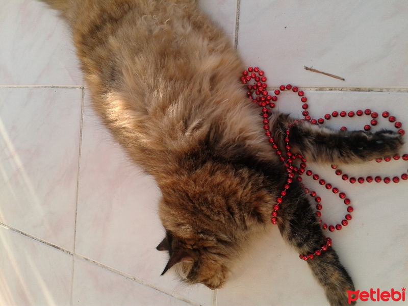 Maine Coon, Kedi  Pofuruk fotoğrafı