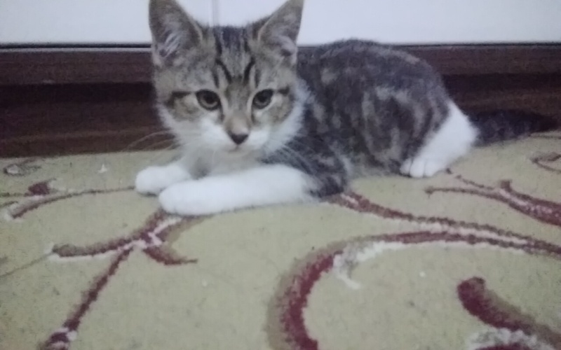 Tekir Kedi, Kedi  Lara fotoğrafı