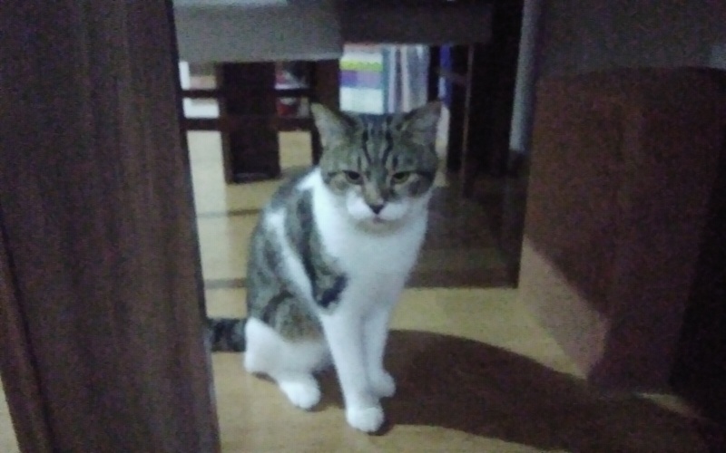 Tekir Kedi, Kedi  Balım fotoğrafı