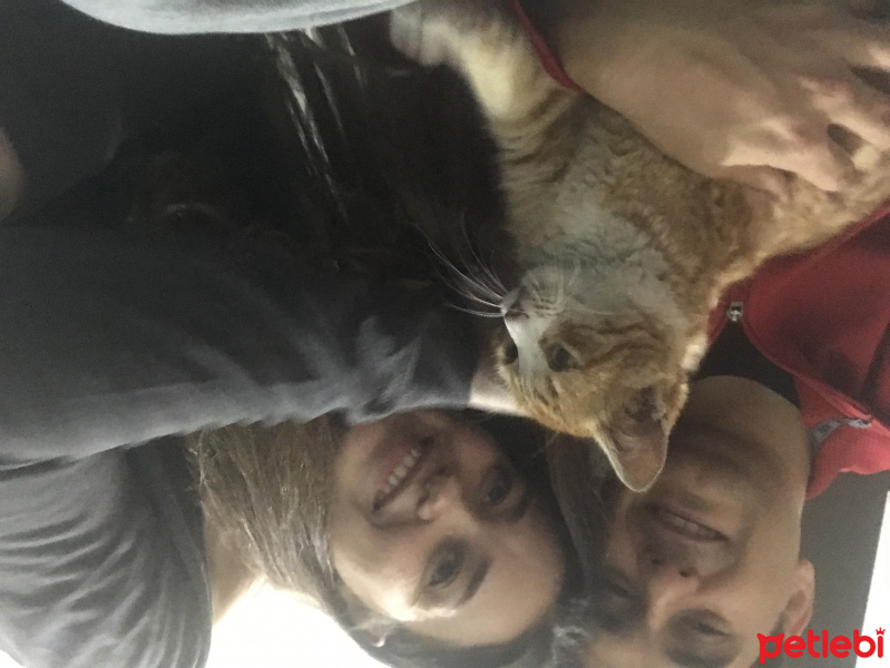 Tekir Kedi, Kedi  mırmır fotoğrafı