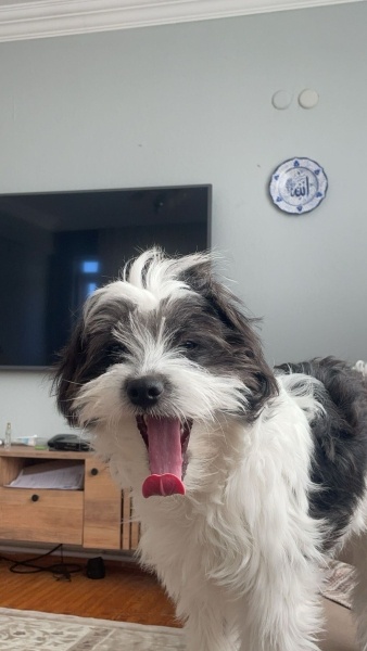 Tibet Terrieri, Köpek  Milka fotoğrafı