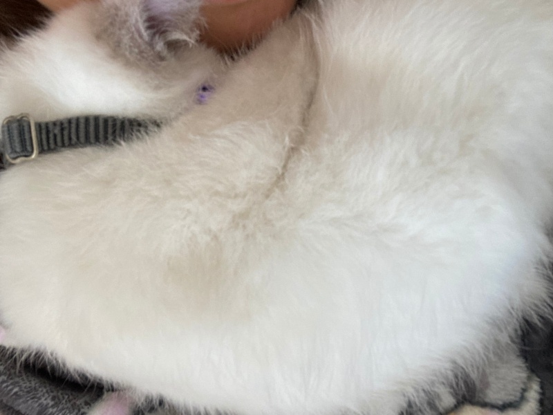 Siyam Kedisi, Kedi  Badem fotoğrafı