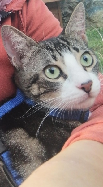 Tekir Kedi, Kedi  Zeliş fotoğrafı