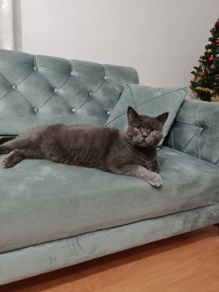 British Shorthair, Kedi  Duman fotoğrafı